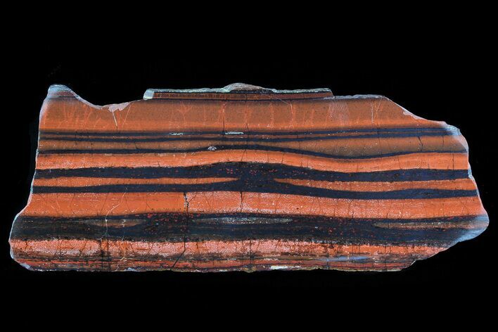 Polished Tiger Iron Stromatolite - ( Billion Years) #75856